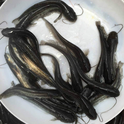 鲶鱼苗