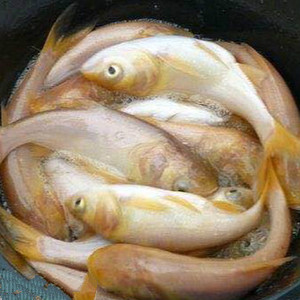 金大头鱼苗(金鳙鱼)